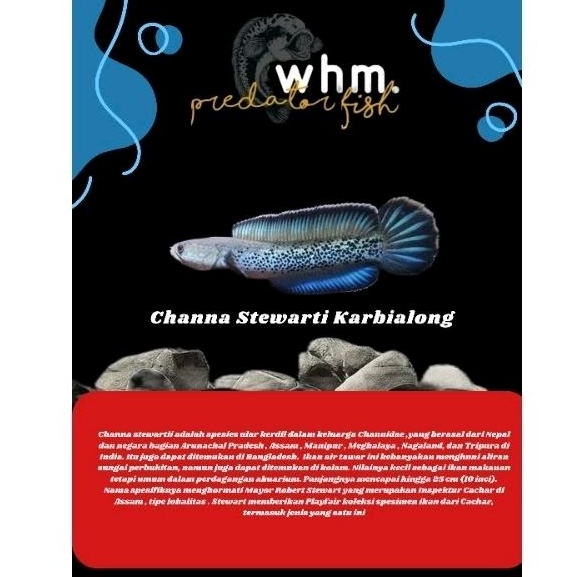 Channa Stewarti Karbialong 10 cm 5 ekor (Mainan Ikan)