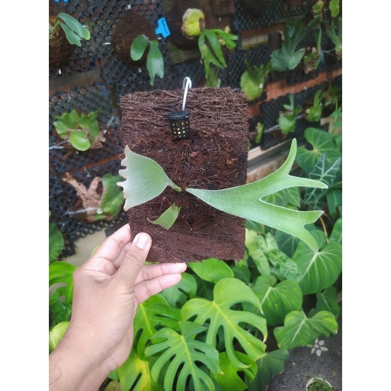 Platycerium Alcicorne Madagascar