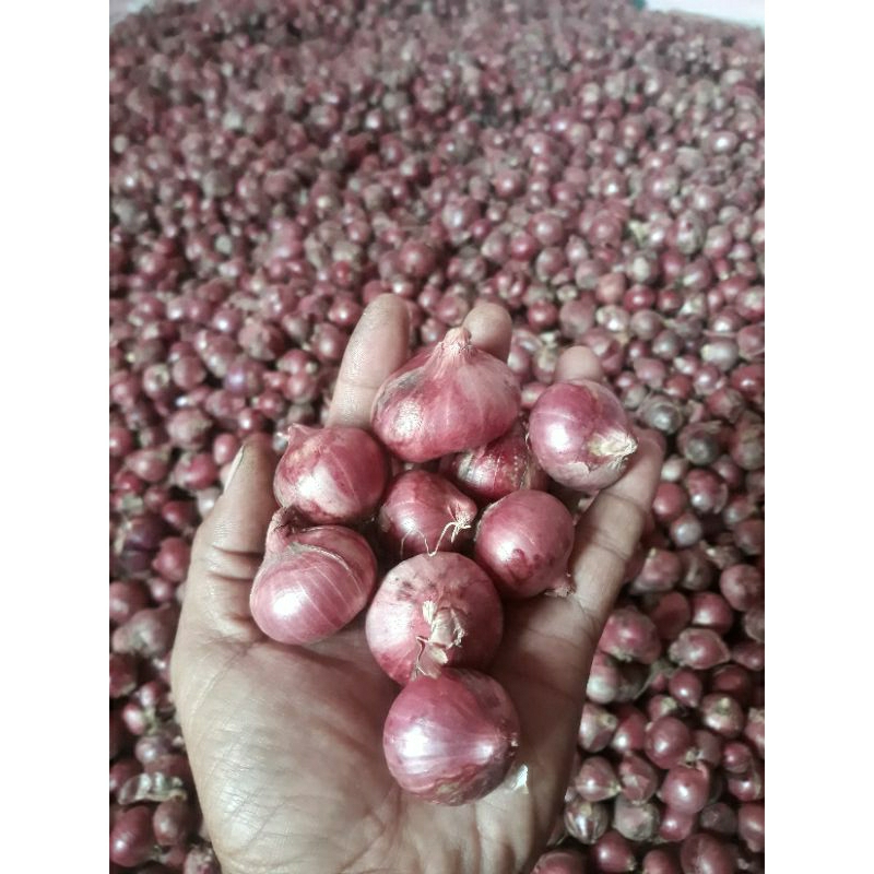 

Bawang merah Tuktuk/ Bawang merah Garut