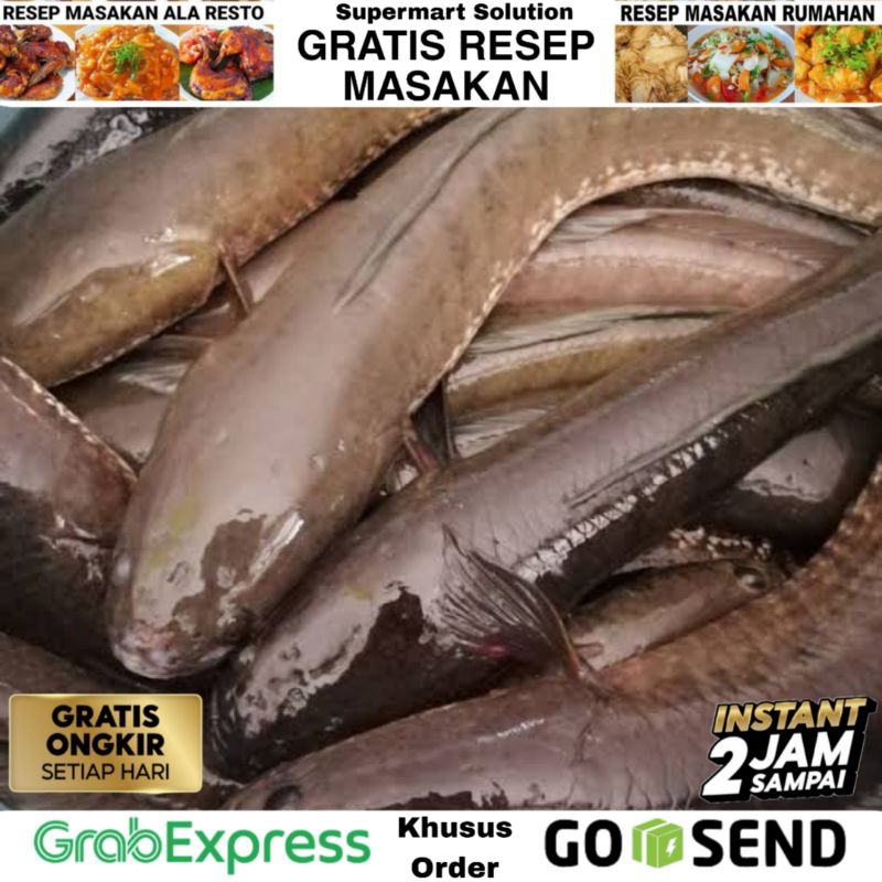 

Ikan Gabus Segar / Ikan Kutuk segar