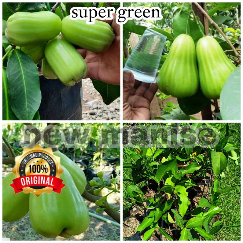 Bibit Jambu Super Green Taiwan