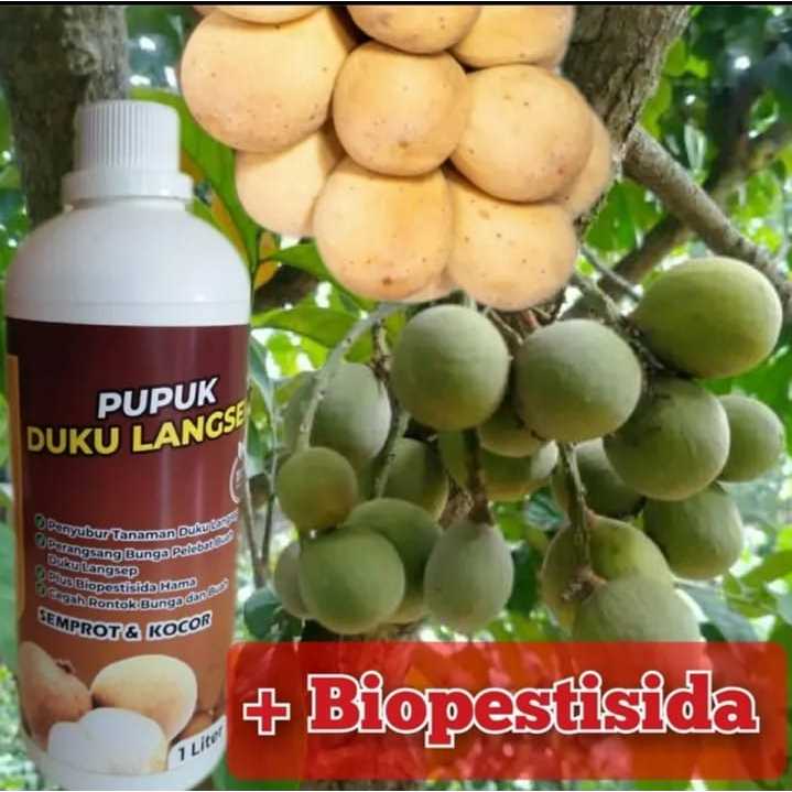 pupuk duku langsap kokosan 1liter organik pelebat buah besar manis daging tebal