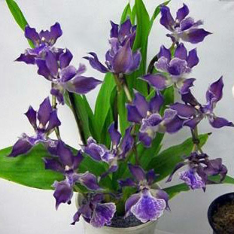 anggrek zygonisia murasaki komachi