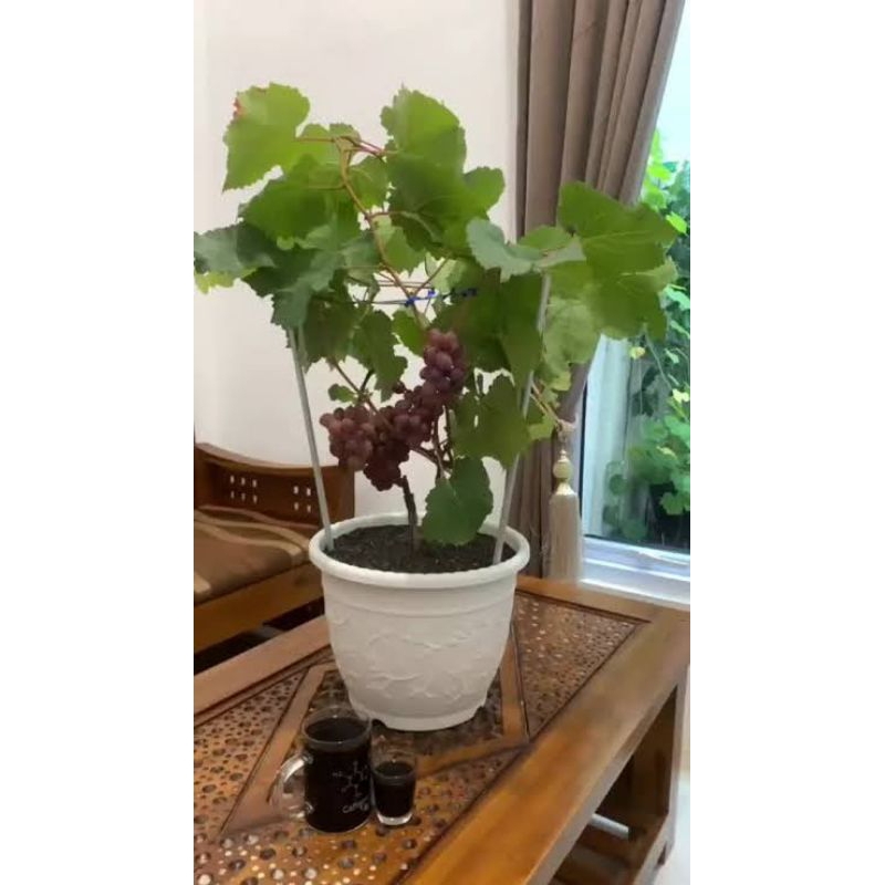 Bibit Tanaman Anggur import Jupiter kondisi berbunga