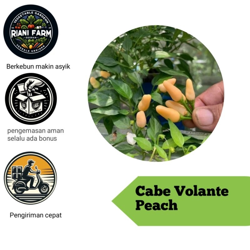 

Cabe Volante Peach