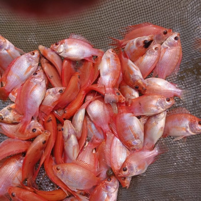 Bibit Ikan Nila Merah Ikan Nila Bangkok Super