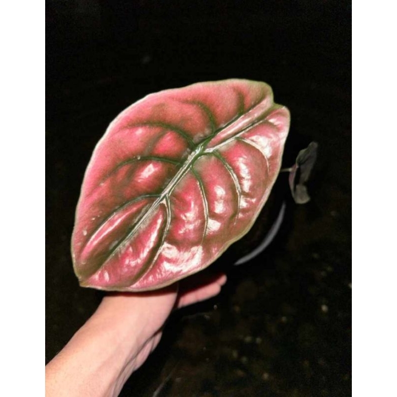Alocasia Cuprea Red