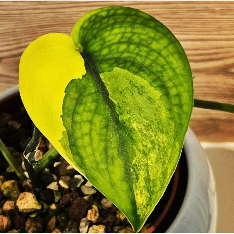 Aureaaroid-Scindapsus Jade Satin Variegata Aurea Yellow