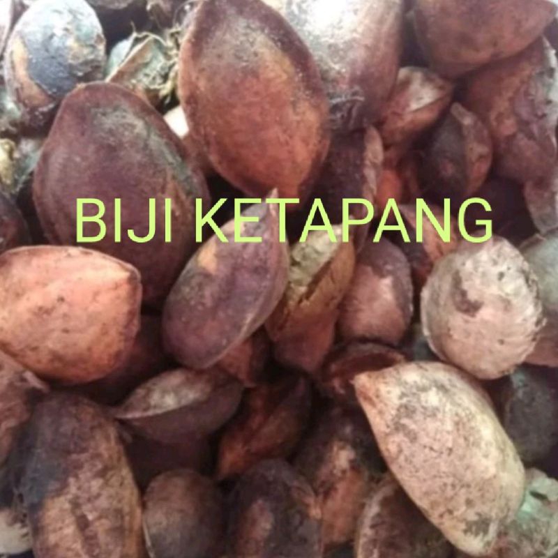 biji buah Ketapang kering untuk pakan burung 1.kilo gram