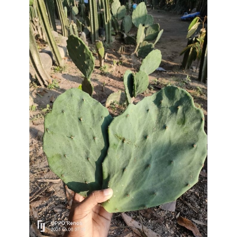 kaktus Opuntia gomei