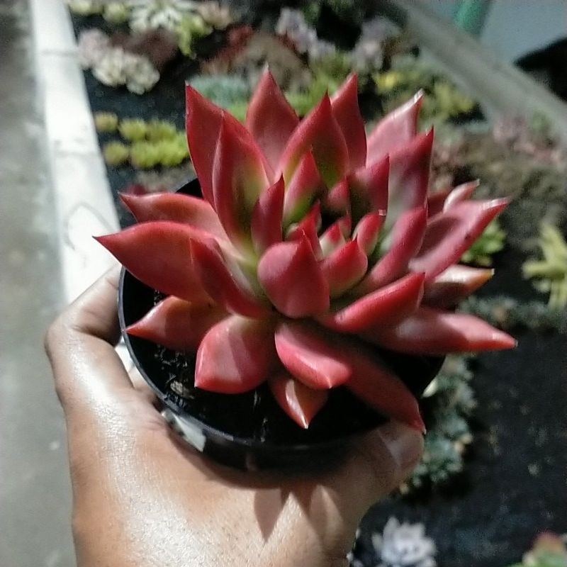 Echevaria agavoides Frank reinelt