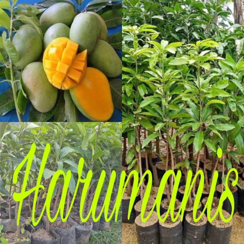 Mangga Harumanis Okulasi