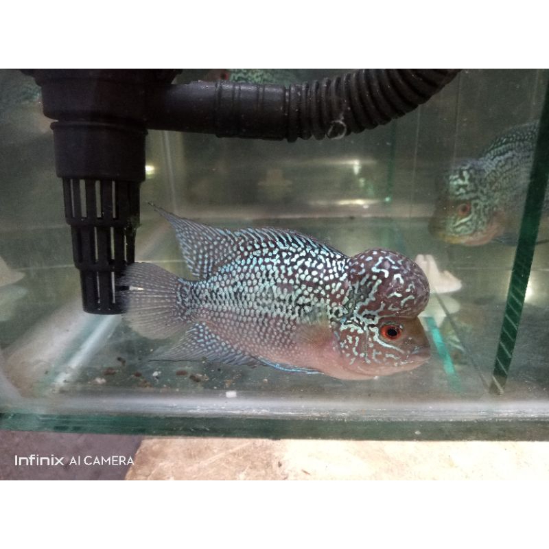 Ikan Louhan Srm / Srd