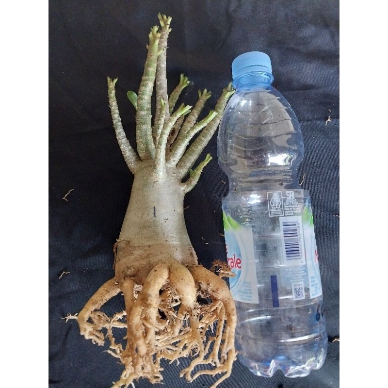 Adenium Arabicum Hibrid