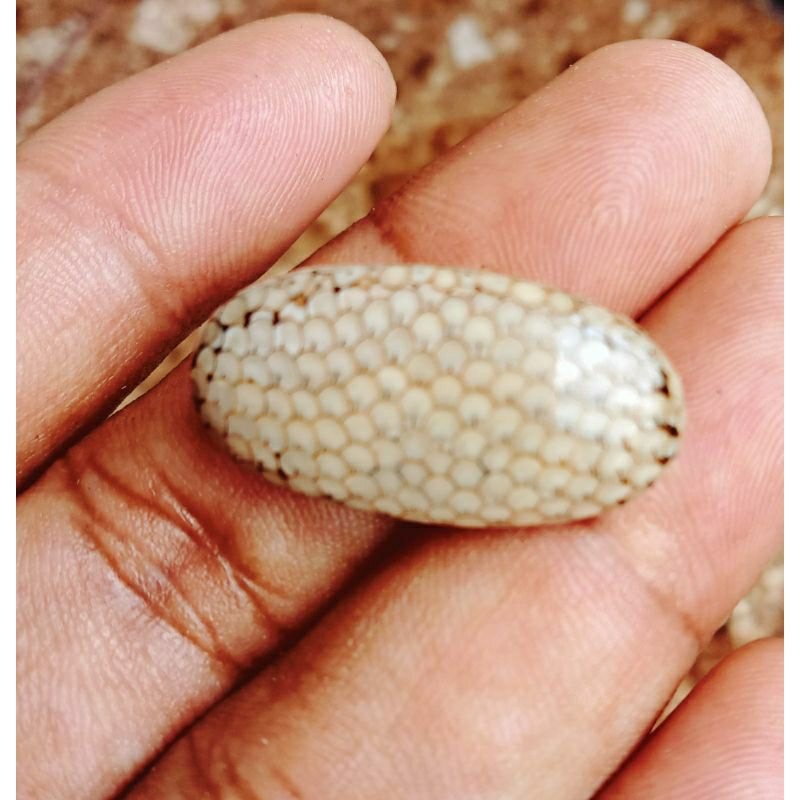 BATU AKIK SISIK ULAR JHIPEN ASLI MADURA