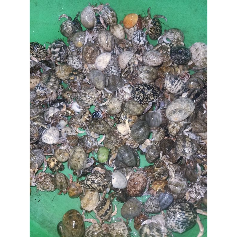 Umang Umang kelomang 1kg qualitas super buat jual kembali auto untung