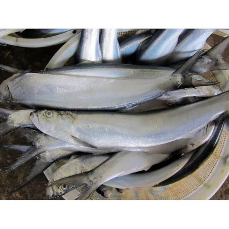 

Ikan parang parang / Ikan Parang / Fillet Ikan Parang