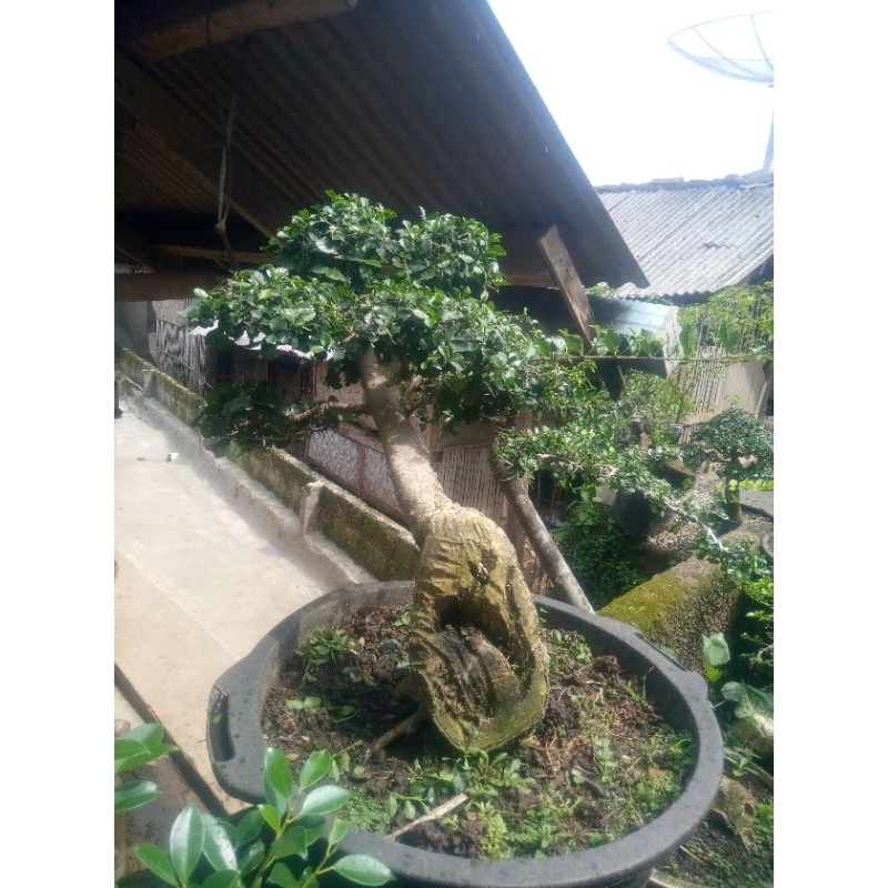 bahan bonsai serut size besar