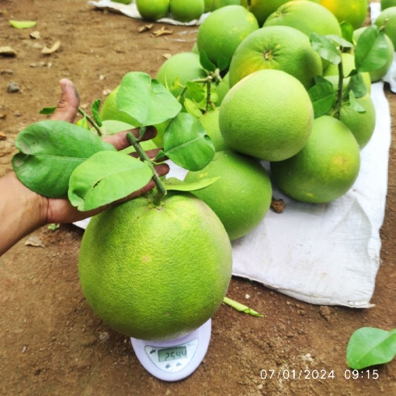 

1Kg EDISI IMLEK, JERUK BERTANGKAI DAUN , JERUK PAMELO MADU