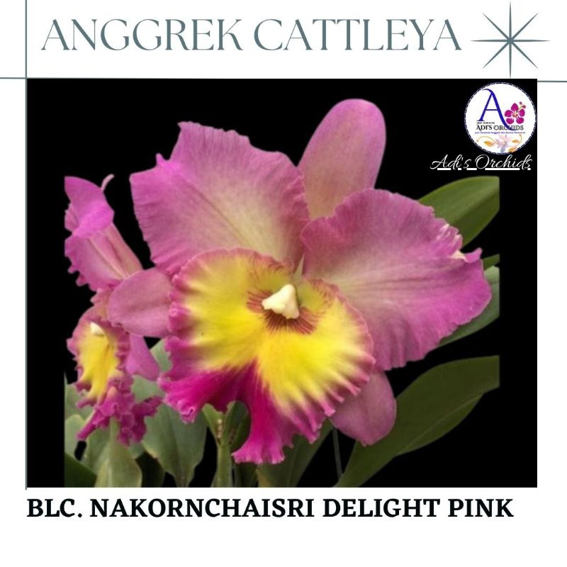 Anggrek Cattleya Blc. Nakornchaisri delight Pink