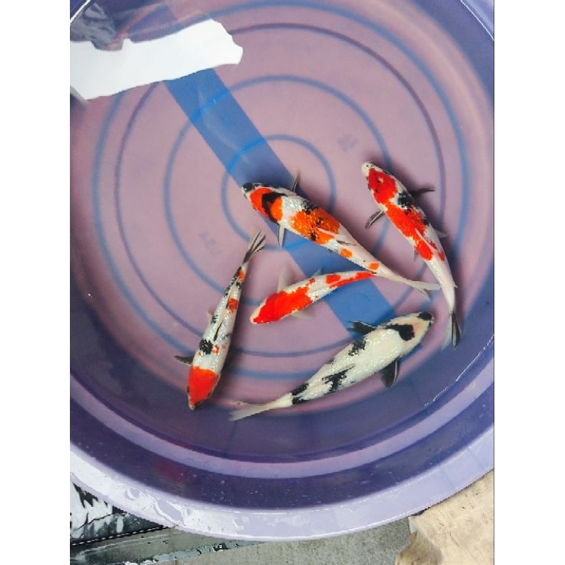 ikan koi showa ginrin shiro ginrin dan kohaku size 24-28cm paket 5 ekor