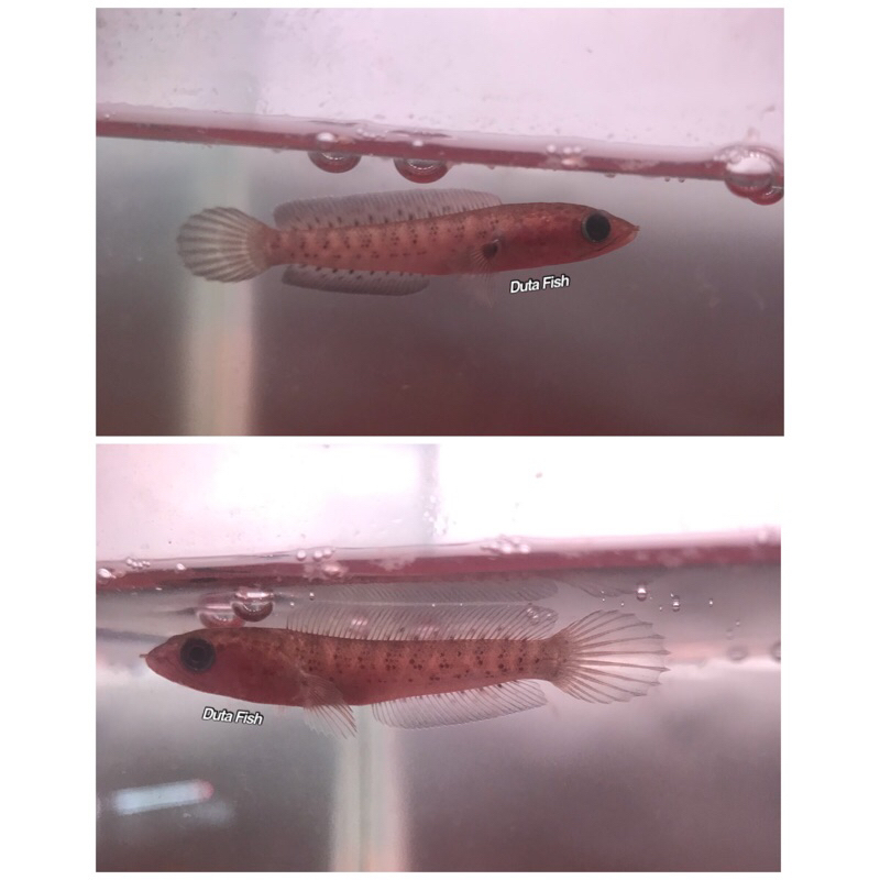 Baby Auranti CB 6-7 cm flaring tangan