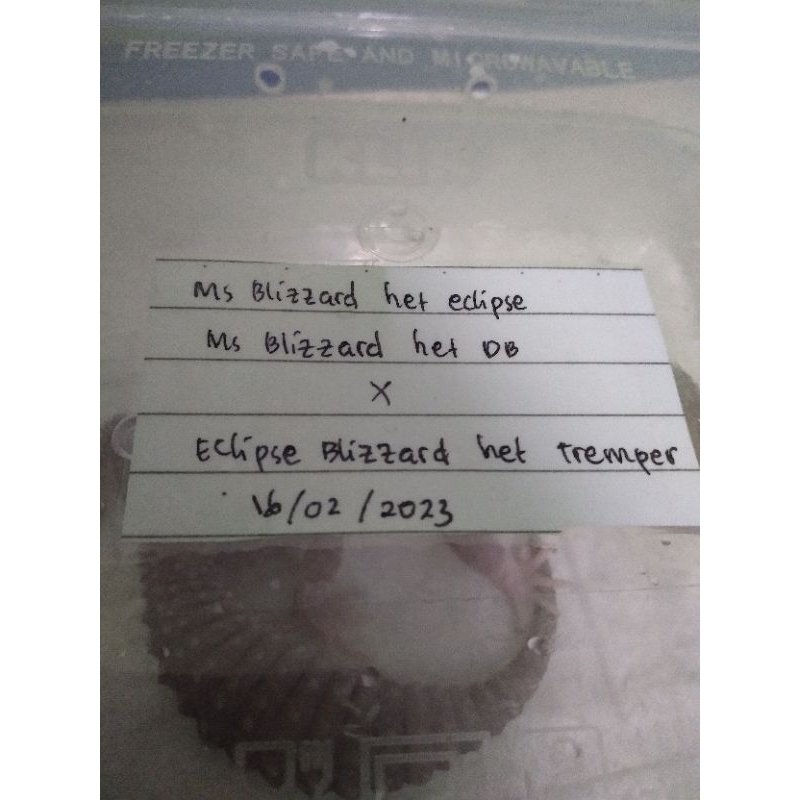 Aksesoris GeckoBlizzardHanz