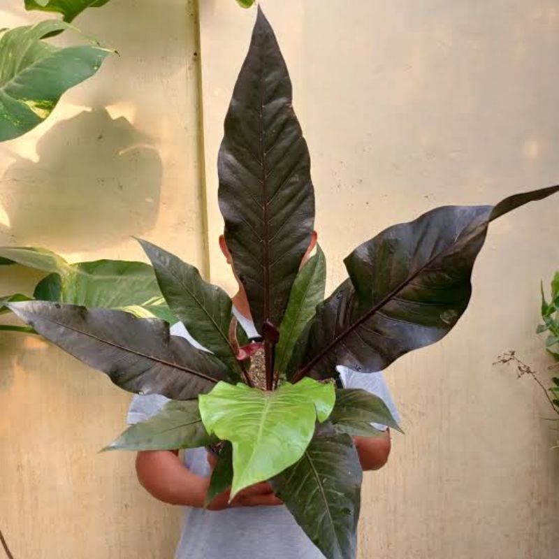 Anthurium Hokery Hitam | Hokeri Black