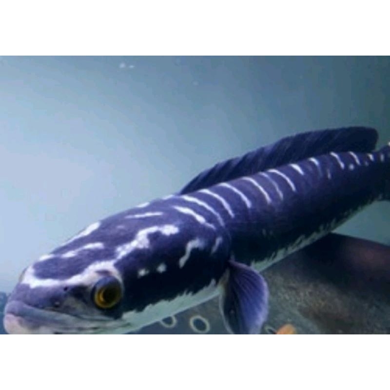 Toman  10-16cm ORI Kalimantan Full Garansi