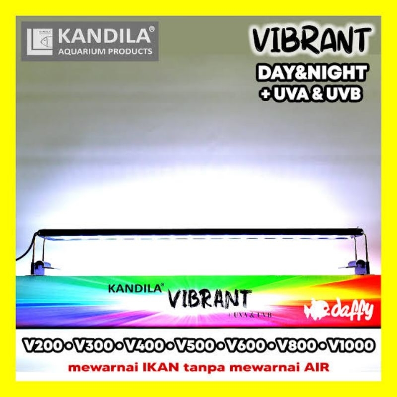 kandila vibrant
