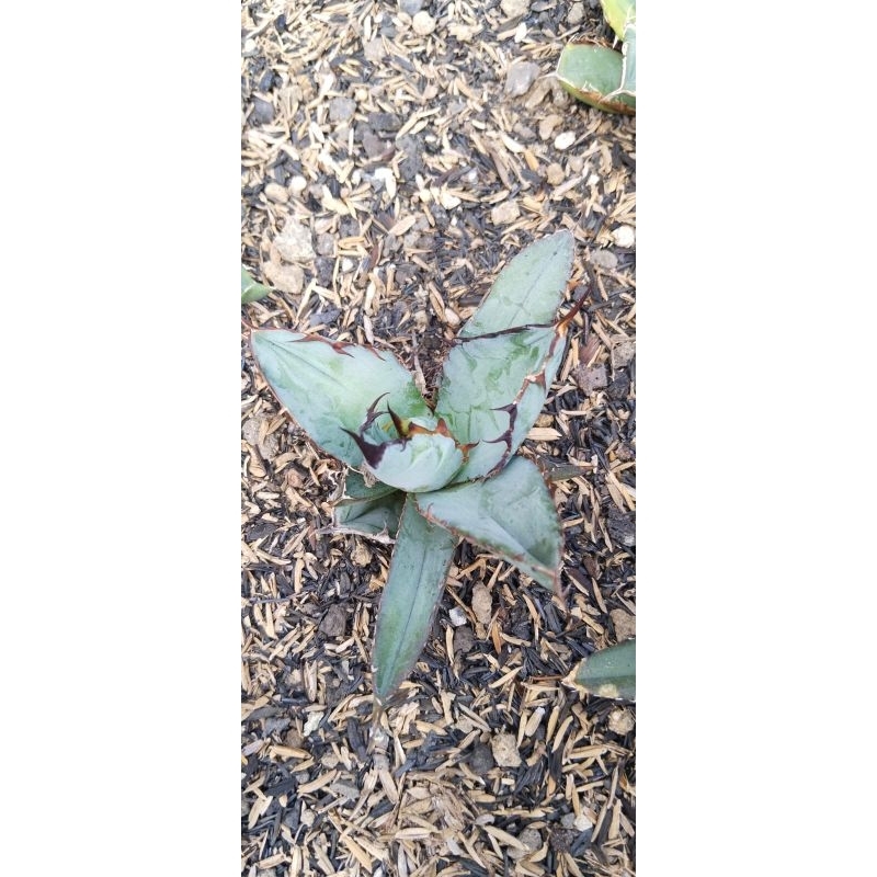 agave titanota blueball