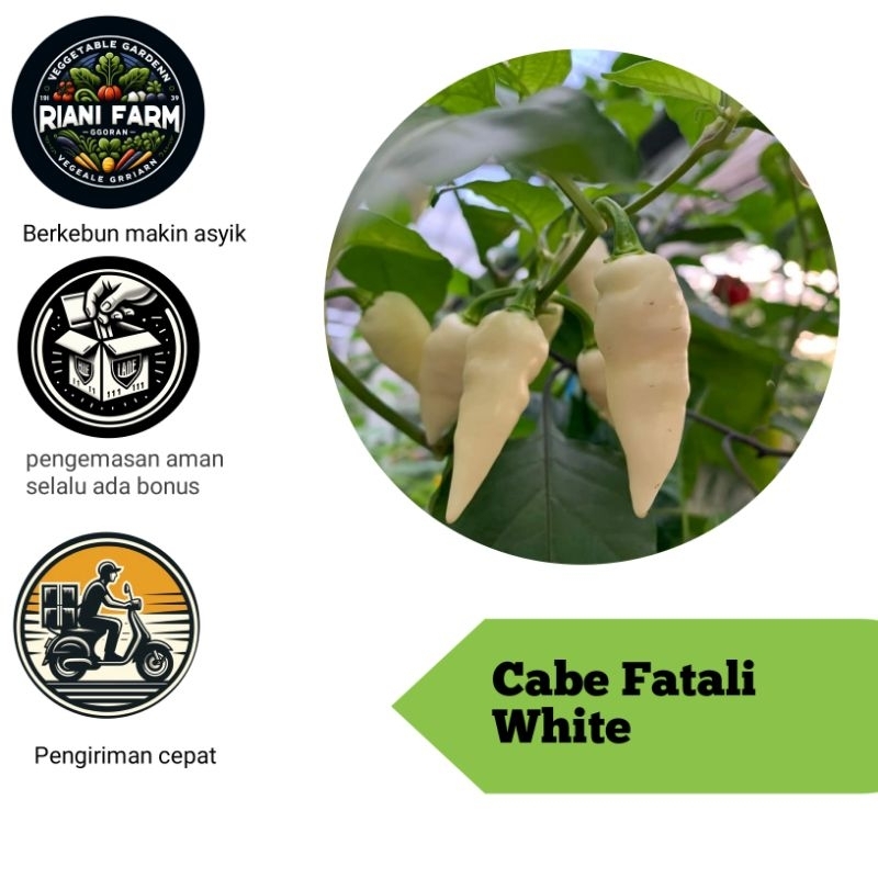 

Cabe Fatali White