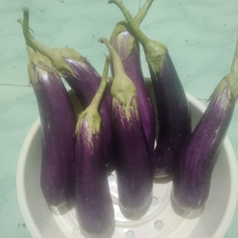 

250 gr) terong ungu/hijau panjang fresh.