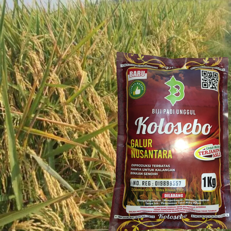 Padi Unggul Kolosebo