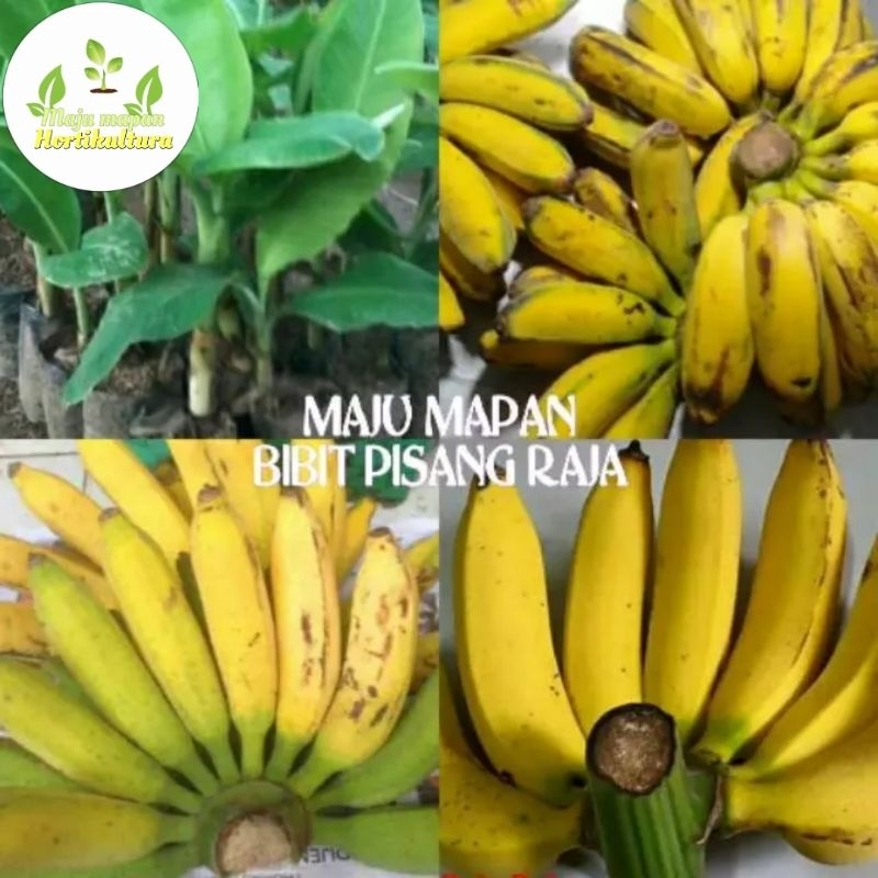 BIBIT PISANG RAJA SUPER
