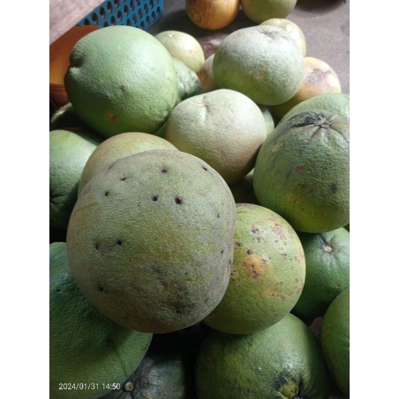 

jeruk pamelo madu manis KULIT KASAR (BUAT DI KUPAS)(20,kg)