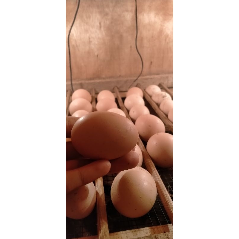 telur/telor ayam RAS petelur (fertil) bisa di tetaskan
