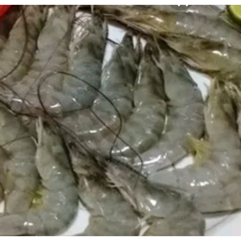 

udang segar 500 gram 45000
