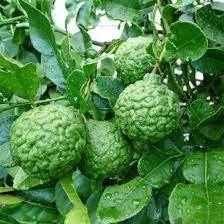 Bibit buah jeruk purut sudah berbuah