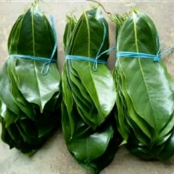 

daun salam fresh