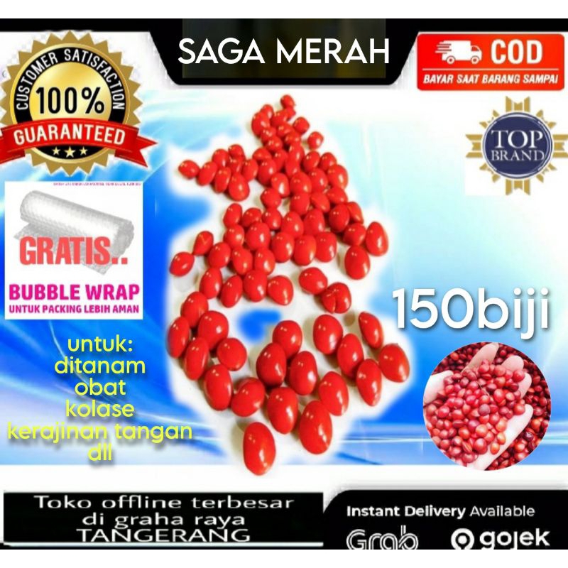 Biji Benih Saga Merah Pohon 150 Butir Untuk Obat Kolase Tanam Kerajinan Tangan Dll