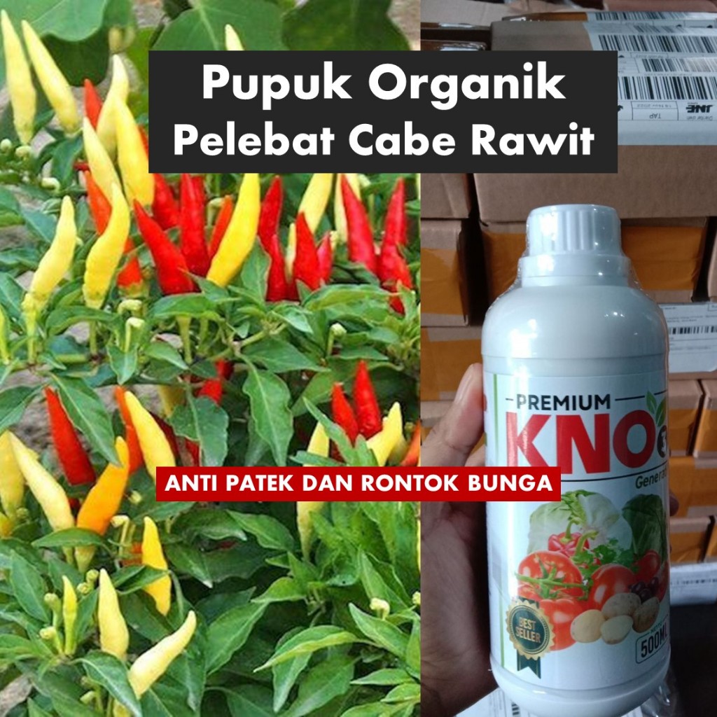 PROMO Pupuk Pembesar Tanaman Cabe / Cabai Anti Rontok Bunga dan Daun Cabe Rawit / Cengek - Pupuk Pre