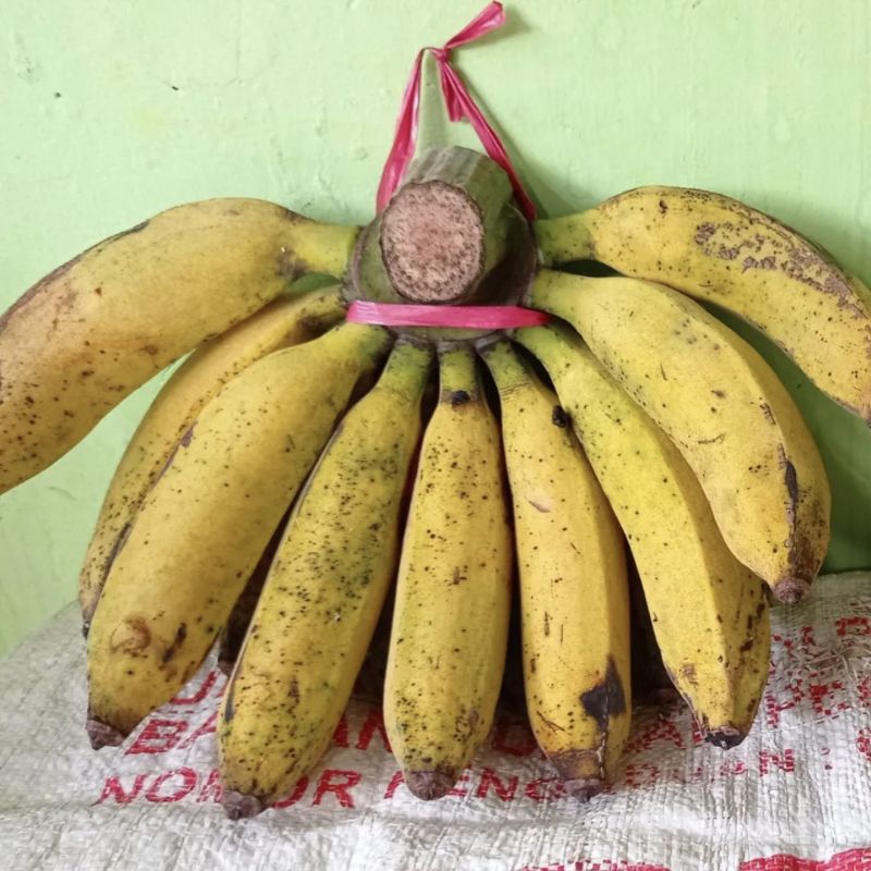 

Pisang Uli/Pisang Lilin/Pisang Bangkahulu/Pisang bangkawulu 1 sisir