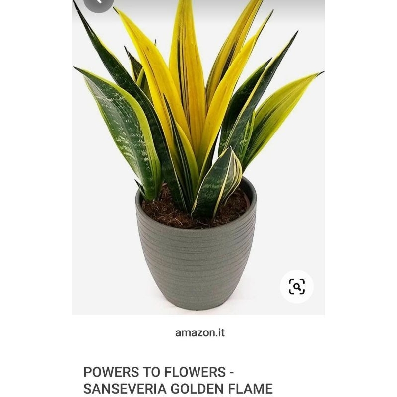 sensivera gold flame