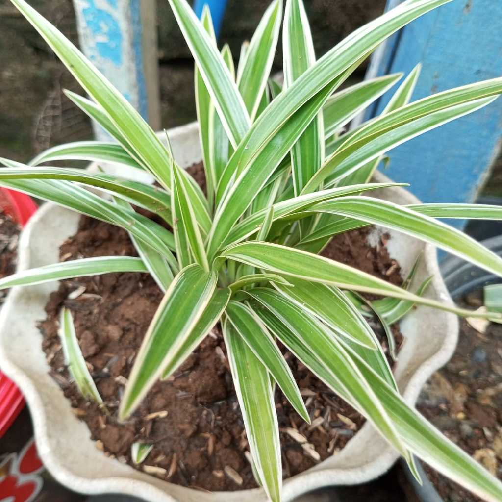 Tanaman Hias Taman Pedang Pedangan Hidup