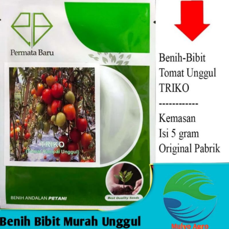 Benih Tomat Isi 1700 biji 5 gram Tomat TRIKO PERMATA BARU