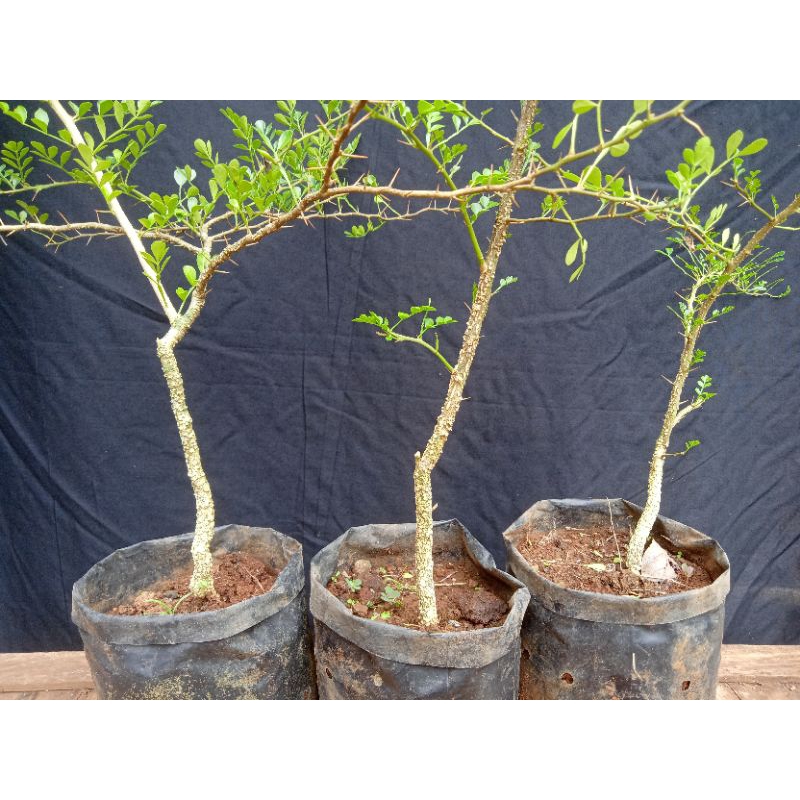 Bahan bonsai kawista batu dari biji