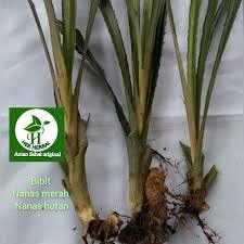 Bibit nanas merah nanas hutan asli