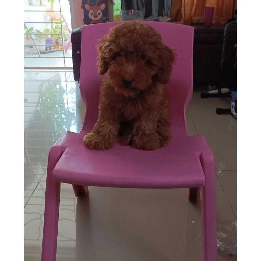 toy poodle