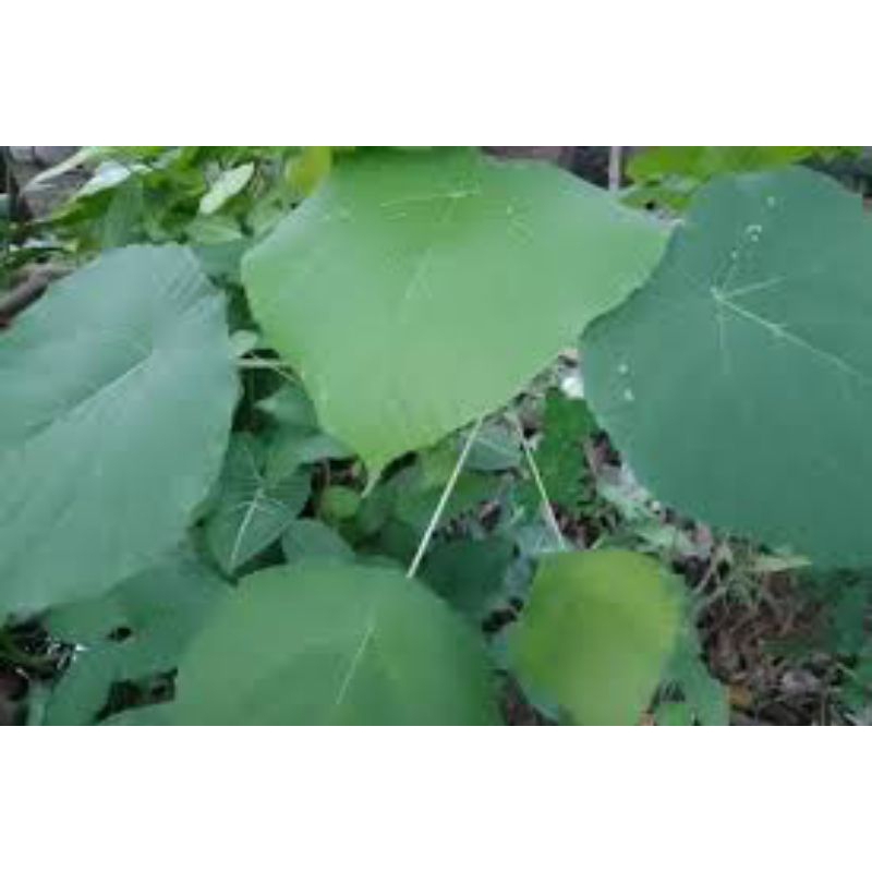 

terlaris jual daun waru 1kg